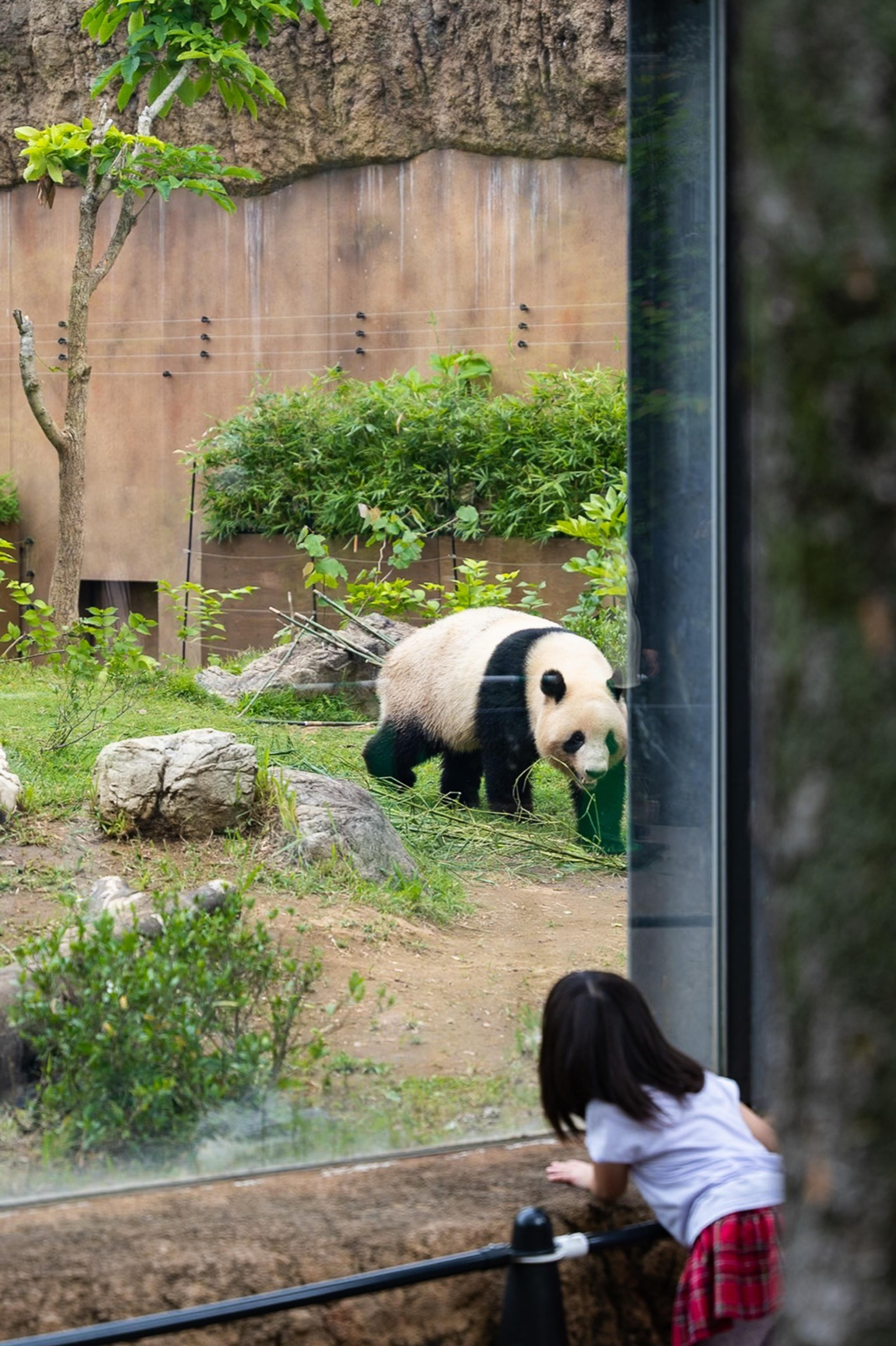 Young girl watching a giant panda eat bamboo through the glass of a zoo enclosure