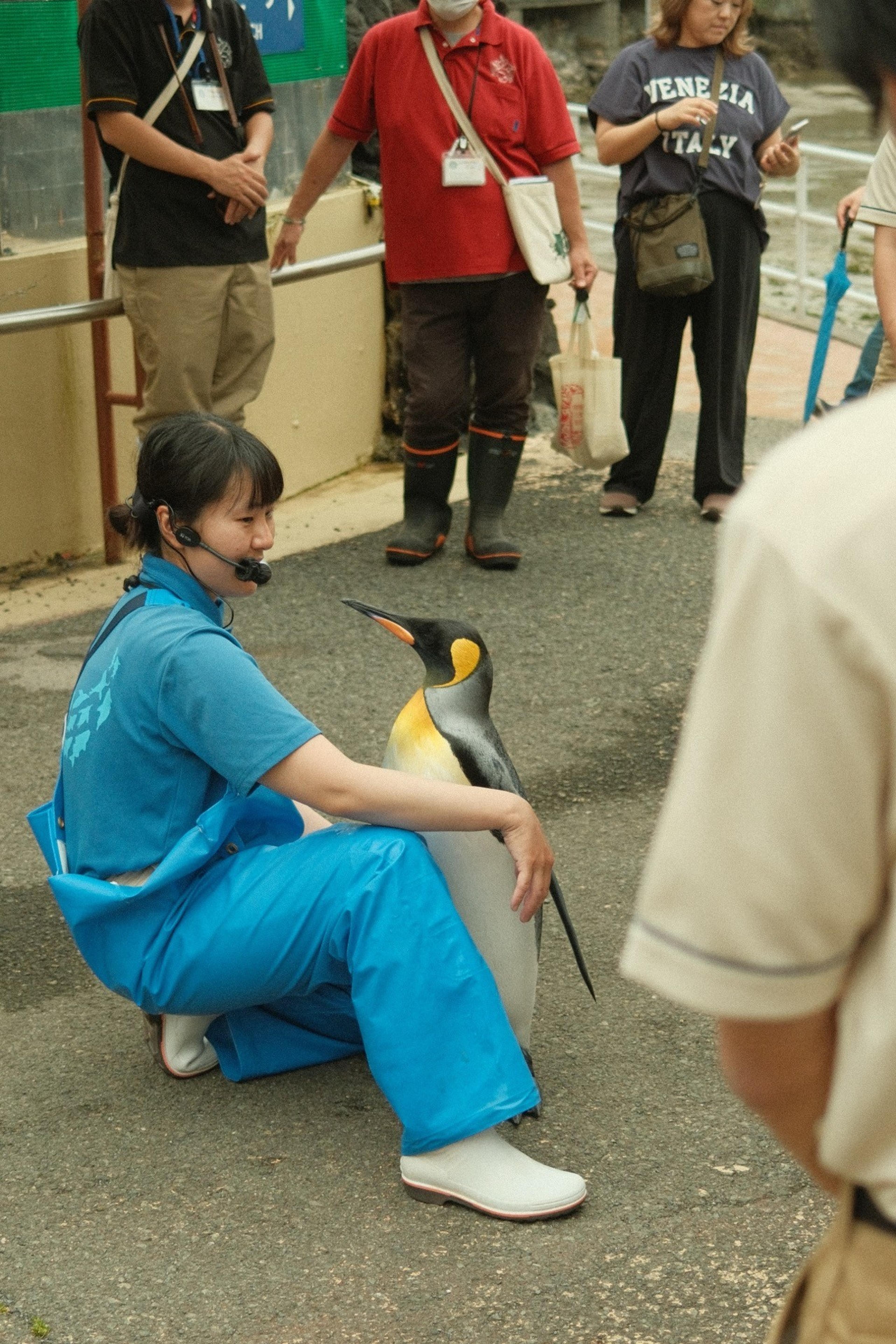 Zookeeper in blue waders crouching beside a king penguin on a walkway as visitors watch