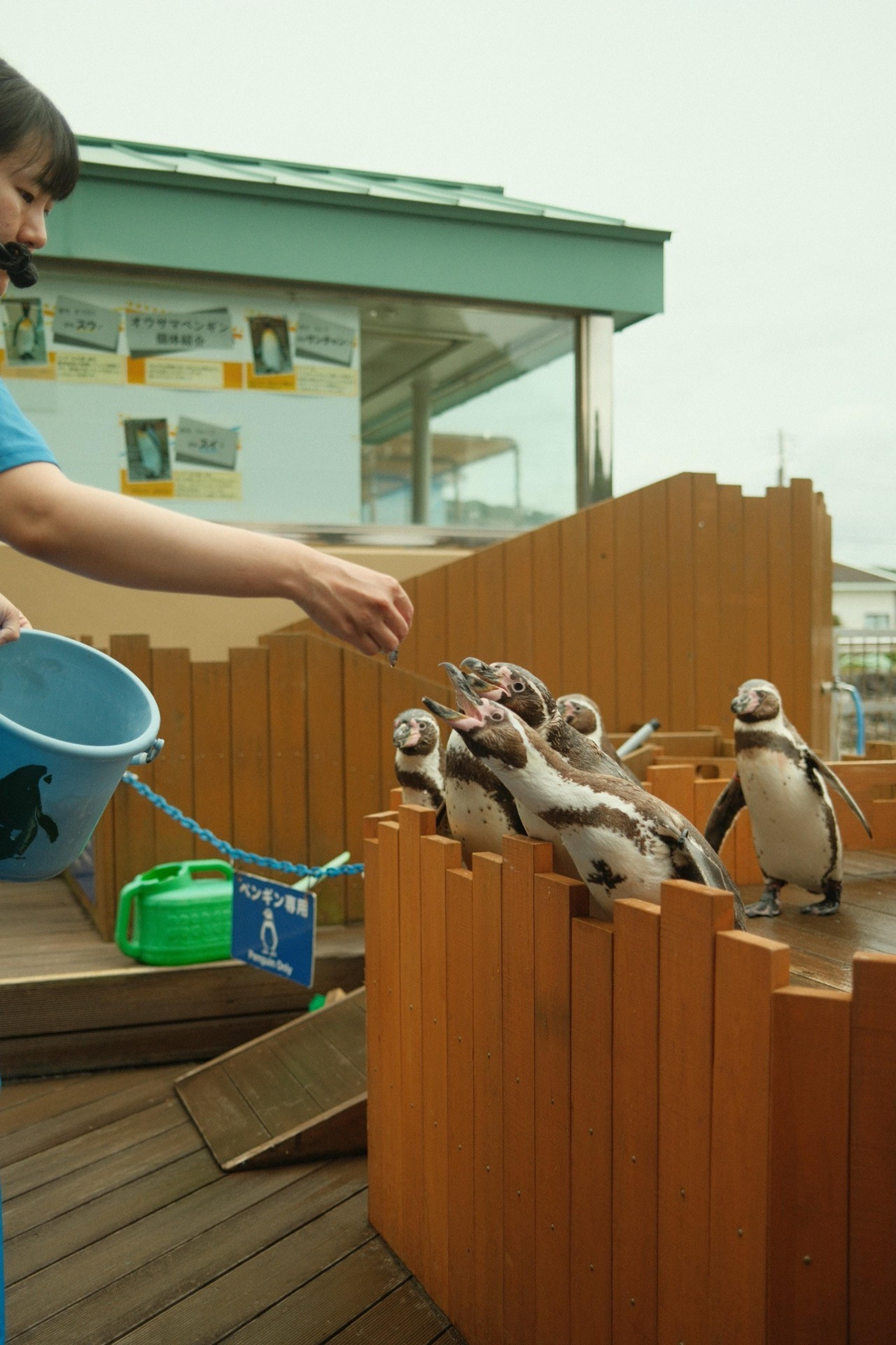 Keeper feeding a group of penguins reaching up from a wooden enclosure