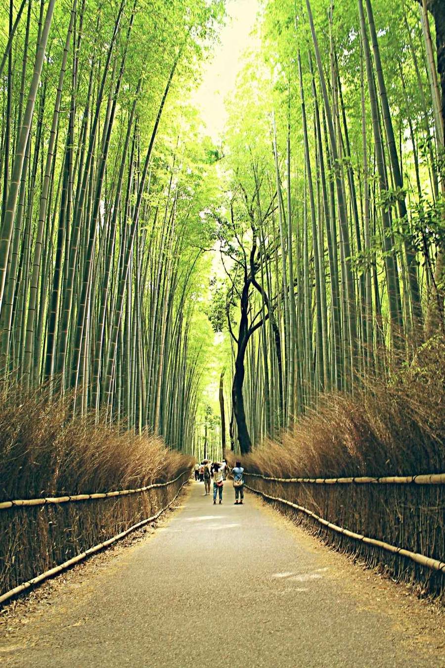 Looking down the main path of Arashiyama Bamboo Grove in Kyoto with tall bamboo stalks forming a natural green canopy overhead