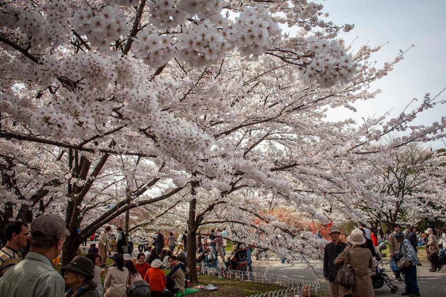 Kyoto Botanical Gardens is a special cultural experience, easily accessible by bike.