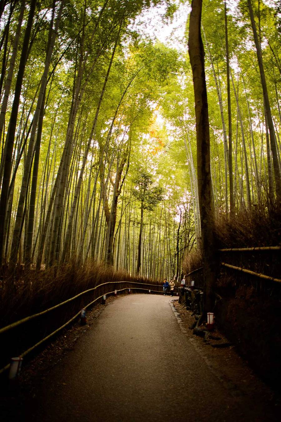A paved path winds through the towering bamboo grove in Arashiyama, Kyoto, with sunlight filtering through the dense green canopy overhead.