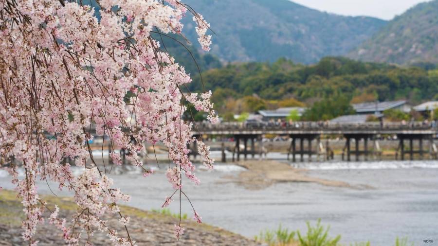 Cherry blossom season is a very brief but beautiful time of the year!