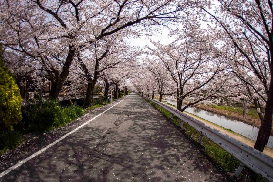 Kyoto has some fantastic cherry blossom areas that you can ride through withot much traffic.