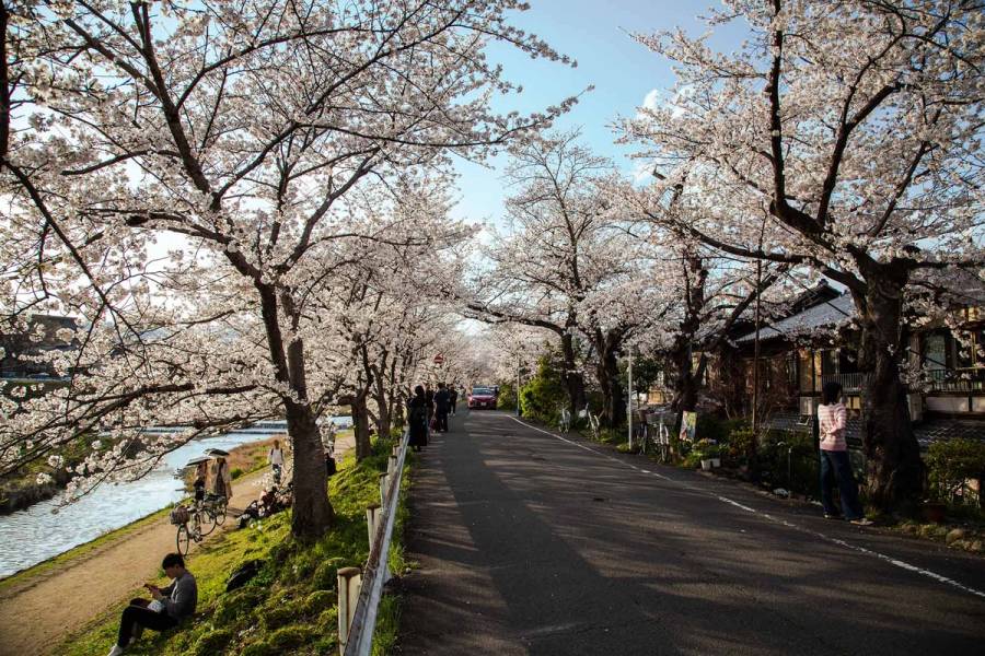 Cherry blossom trees arching over a riverside road along the Kamo River in spring, with traditional houses and locals relaxing on the riverbank
