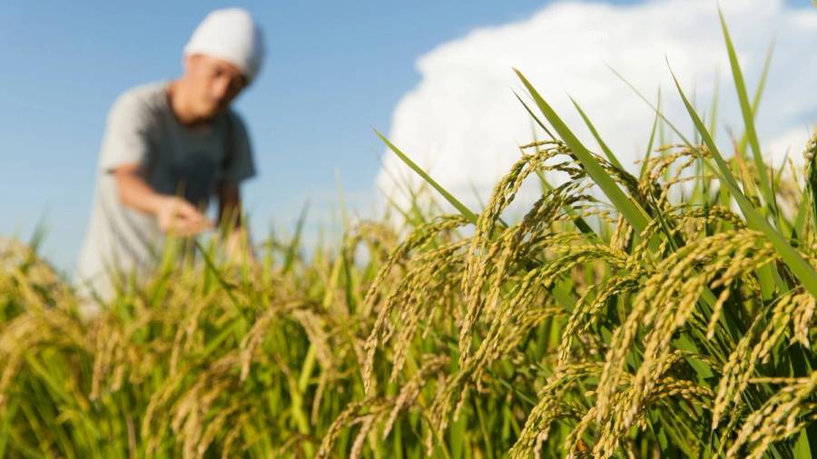 A Japanese rice farmer wearing a traditional white tenugui headcloth tends to golden rice stalks ready for harvest, with the ripe grain heads in sharp focus against a bright blue sky with white clouds.