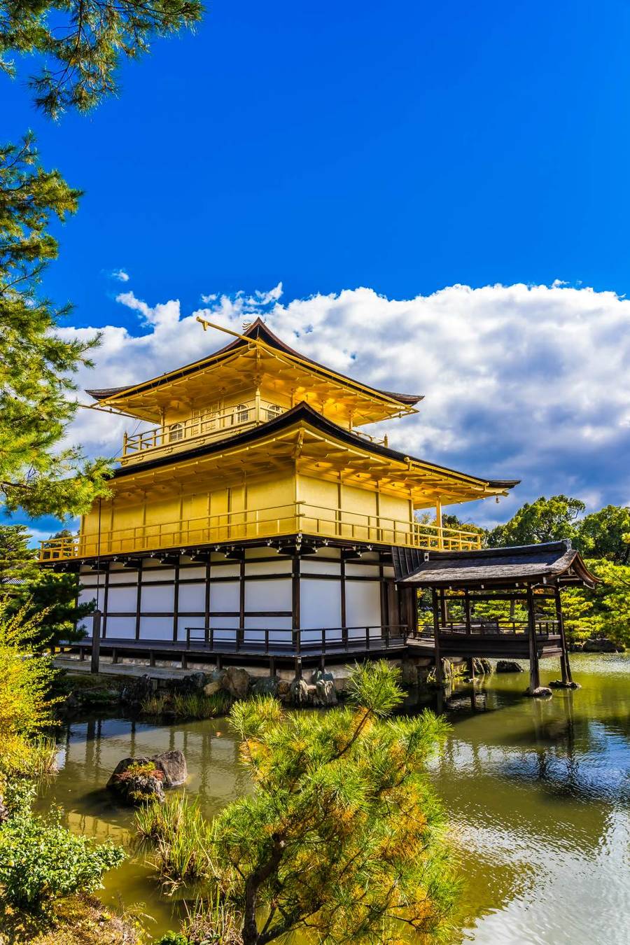 Kinkaku-ji Golden Pavilion with gold-leaf covered upper floors reflected in the mirror pond, framed by pine trees under a bright blue sky