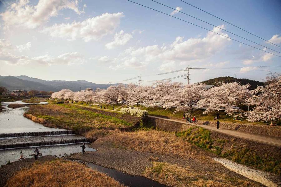 The north of Kyoto is the perfect area to enjoy by bicycle during cherry blossom season.