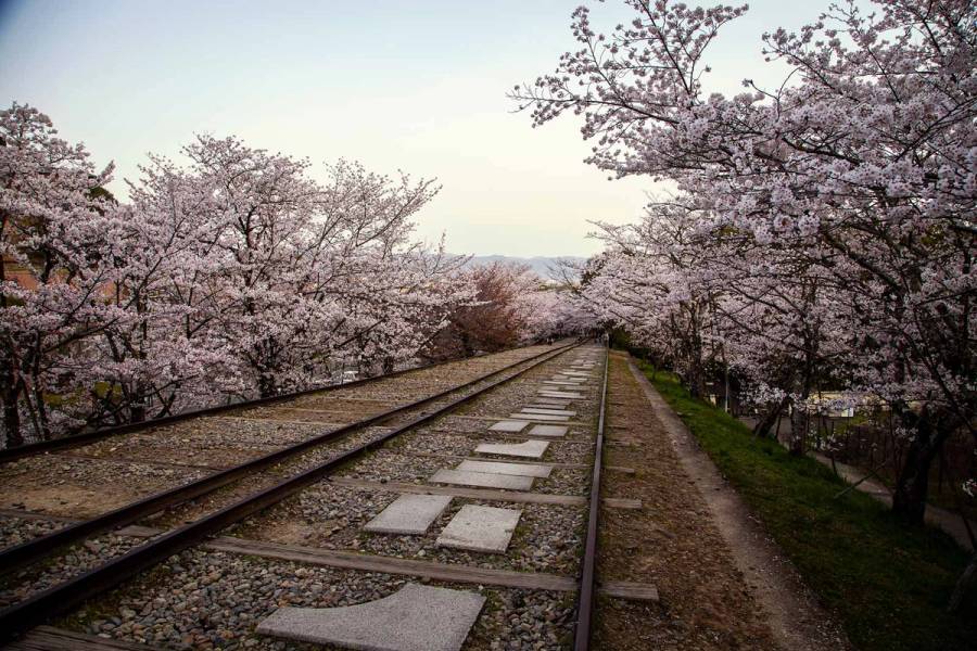 Historic Keage Incline railway tracks in Kyoto lined with cherry blossom trees in full bloom at dusk, with mountains visible in the distance.