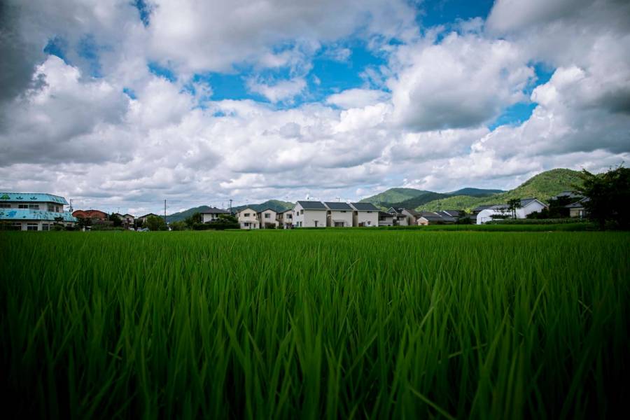 Lush green rice fields with residential neighborhood and mountains under dramatic sky in rural Kyoto countryside