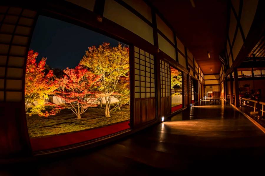 Illuminated autumn maple trees in red, orange, and yellow viewed from inside the wooden corridor of Myokakuji Temple in Kyoto, with traditional shoji screens framing the night garden.