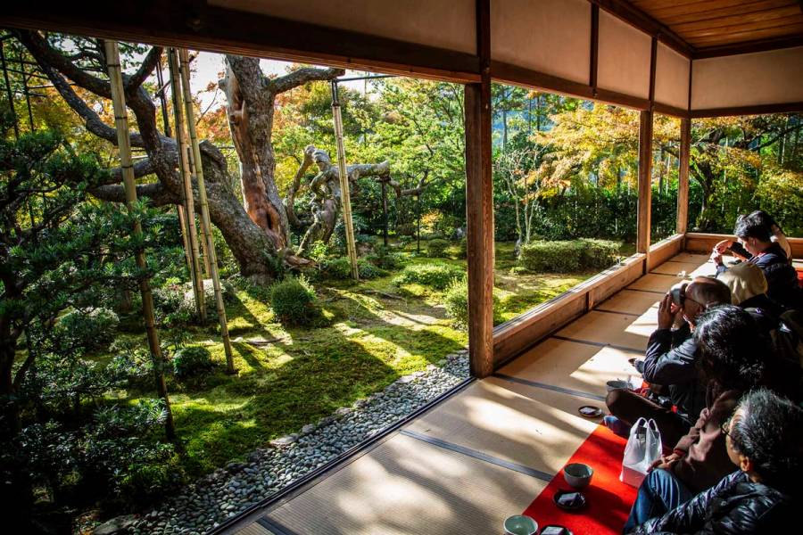 Visitors sit on tatami with matcha bowls, looking out at a moss garden with a massive twisted pine at a Kyoto temple.