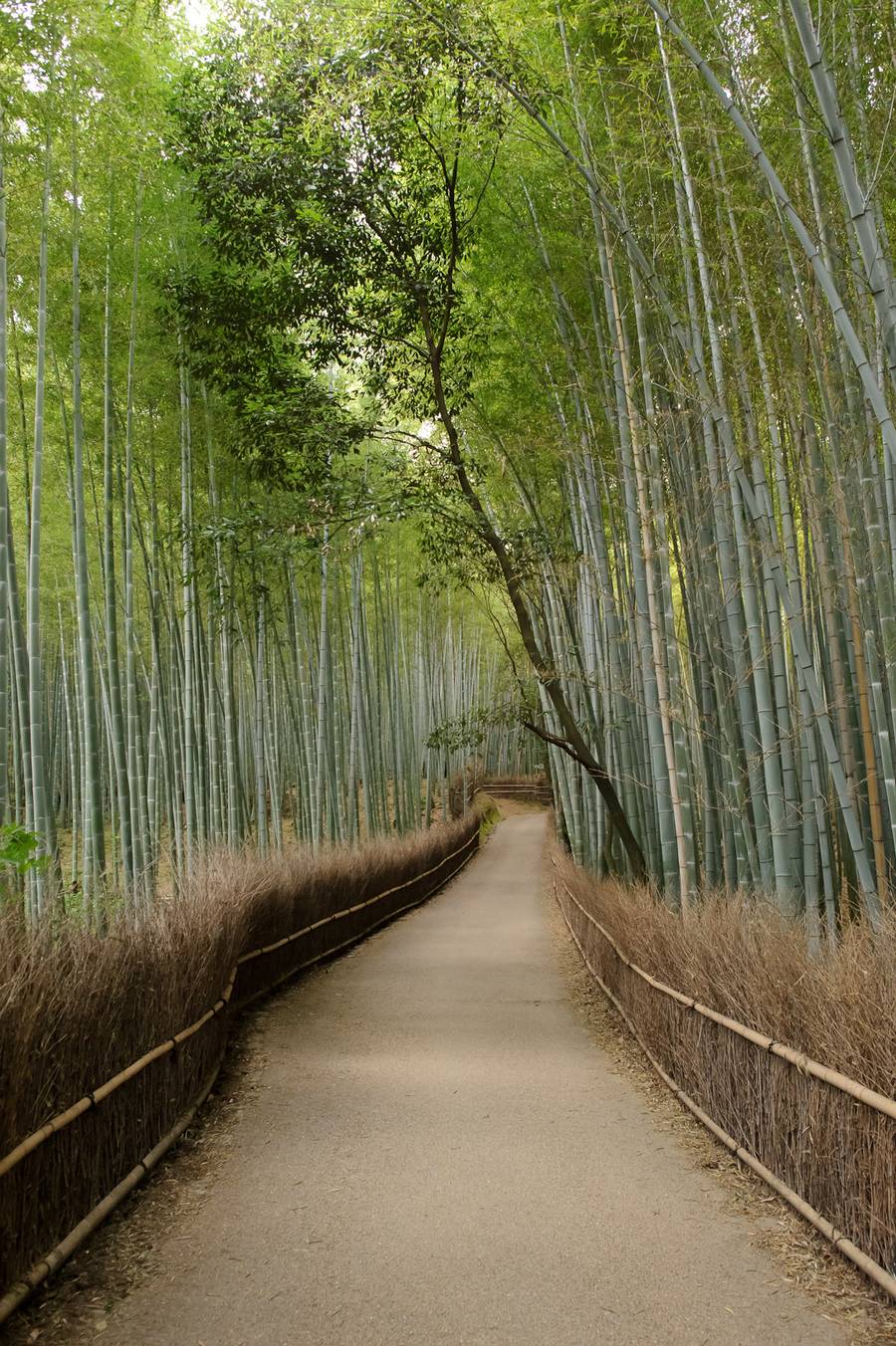 Arashiyama's bamboo turn a lush green during the spring and summer.