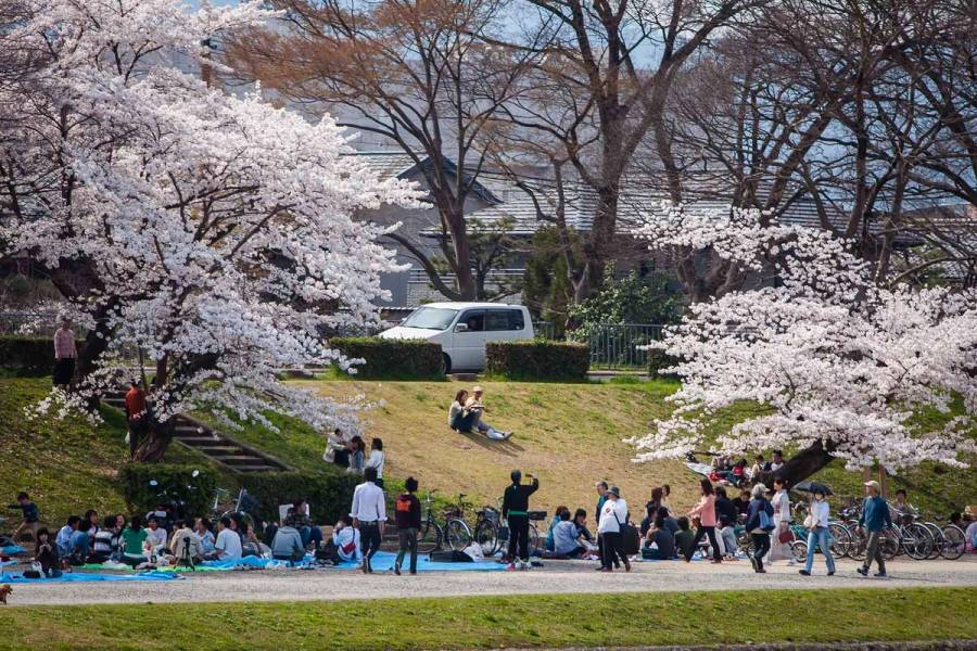 People enjoying hanami picnics on blue tarps along the grassy banks of the Kamogawa River, surrounded by cherry blossom trees in full bloom, with bicycles parked nearby.