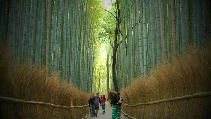 The Arashiyama bamboo grove path in Kyoto, with tall green bamboo rising on both sides and a few walkers heading down the path.