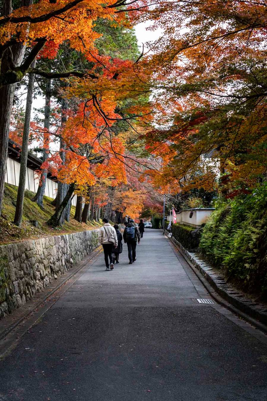 Visitors walk along a quiet road canopied by vibrant orange and red maple trees near Tofukuji temple, with a traditional white temple wall running alongside the path.