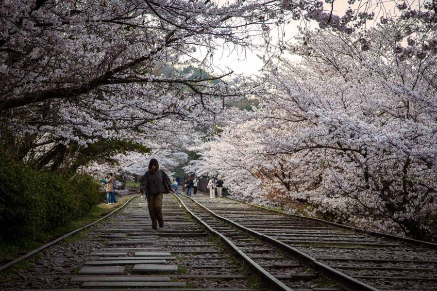 Cherry blossoms in full bloom over the historic Keage Incline railway tracks in Kyoto during spring, with visitors walking beneath a canopy of pink and white sakura.