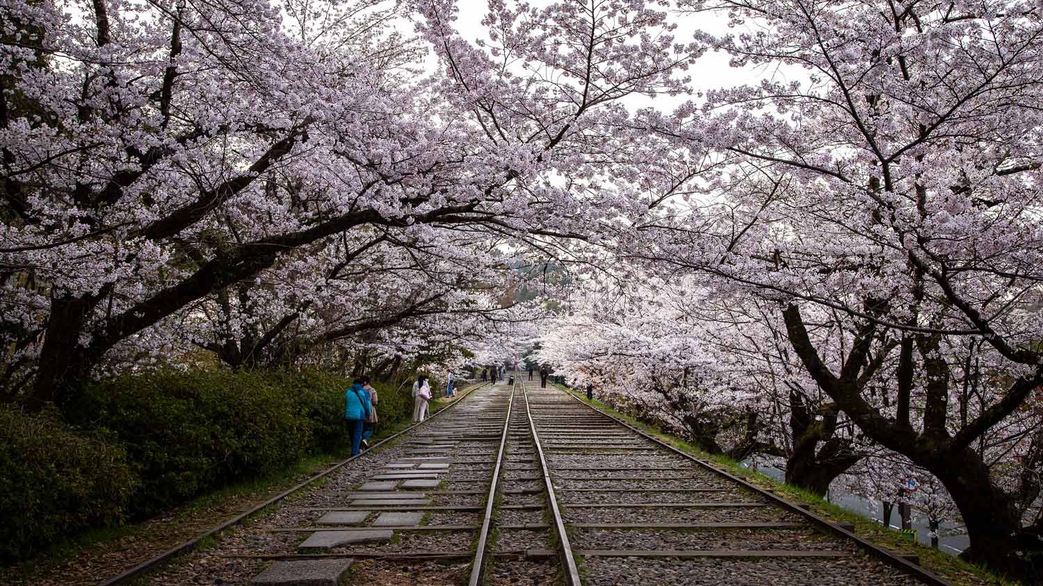 Cherry blossom trees arching over the historic Keage Incline railway tracks in Kyoto, creating a tunnel of pink sakura blooms in spring.