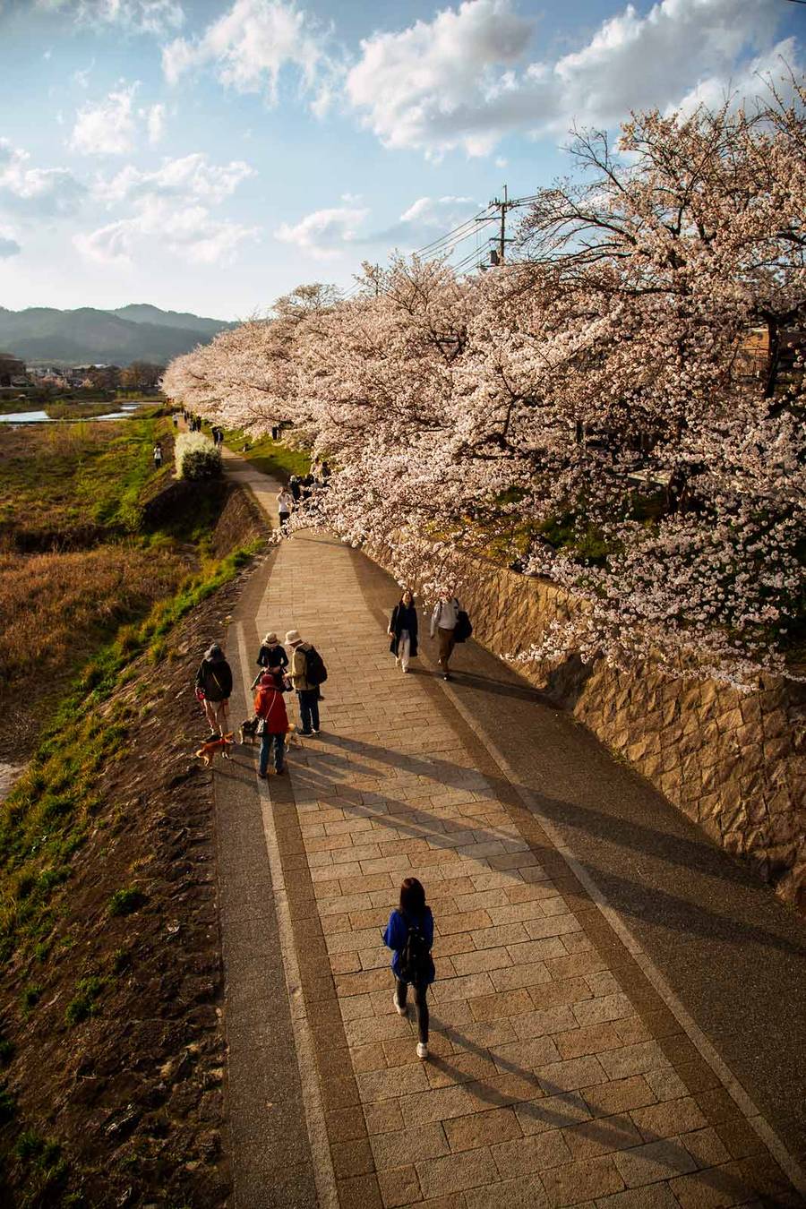 Elevated view of the cherry blossom lined cycling and walking path along the upper Kamo River between Kitaoji and Kitayama, Kyoto