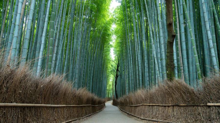 Arashiyama is beat experienced while cruising around on a bicycle.