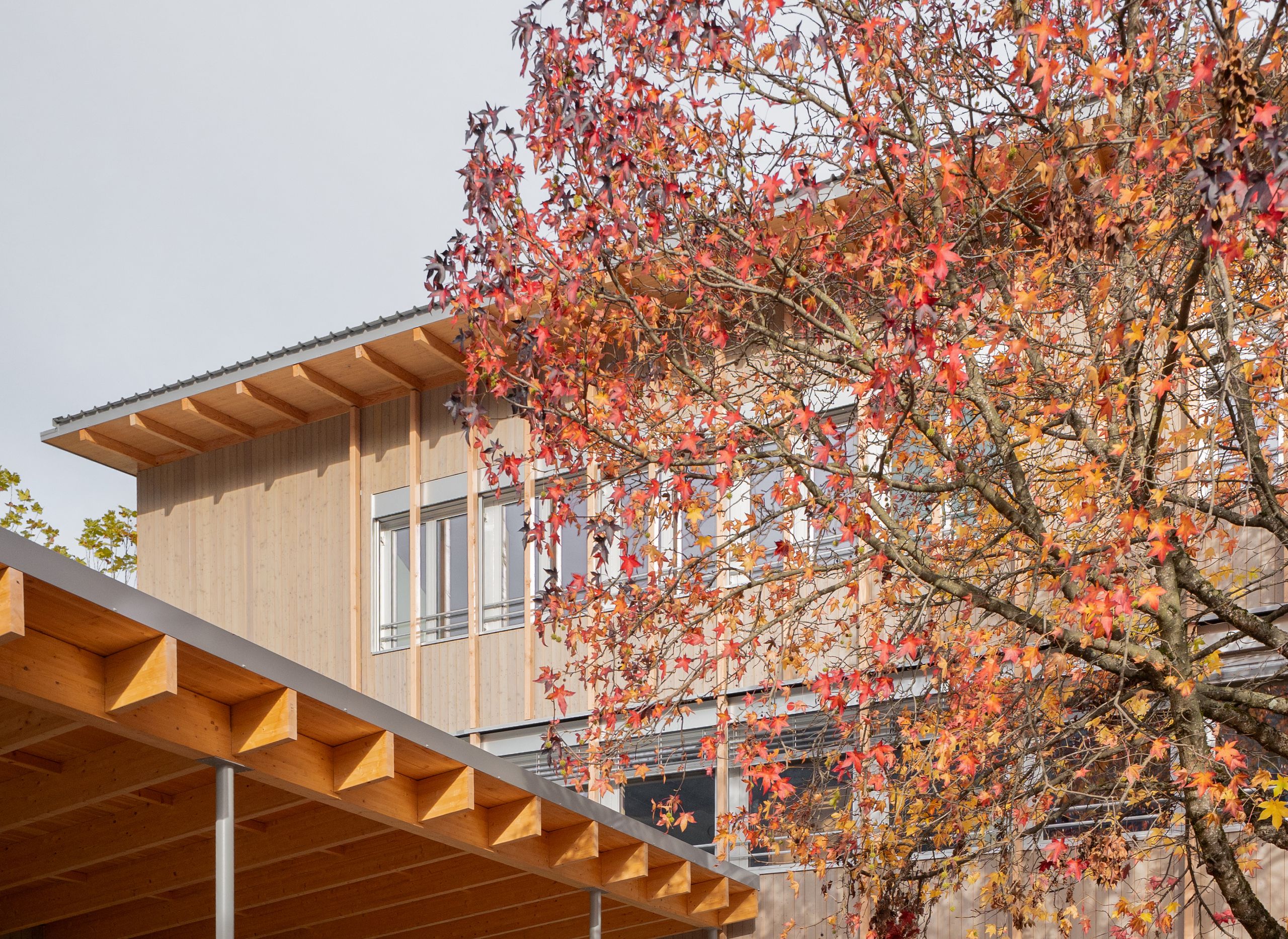 Surélévation en ossature bois du groupe scolaire du Bouchet à Bonneville, façade bardée de bois et préau couvert, cadrés par un arbre aux feuillages d’automne.