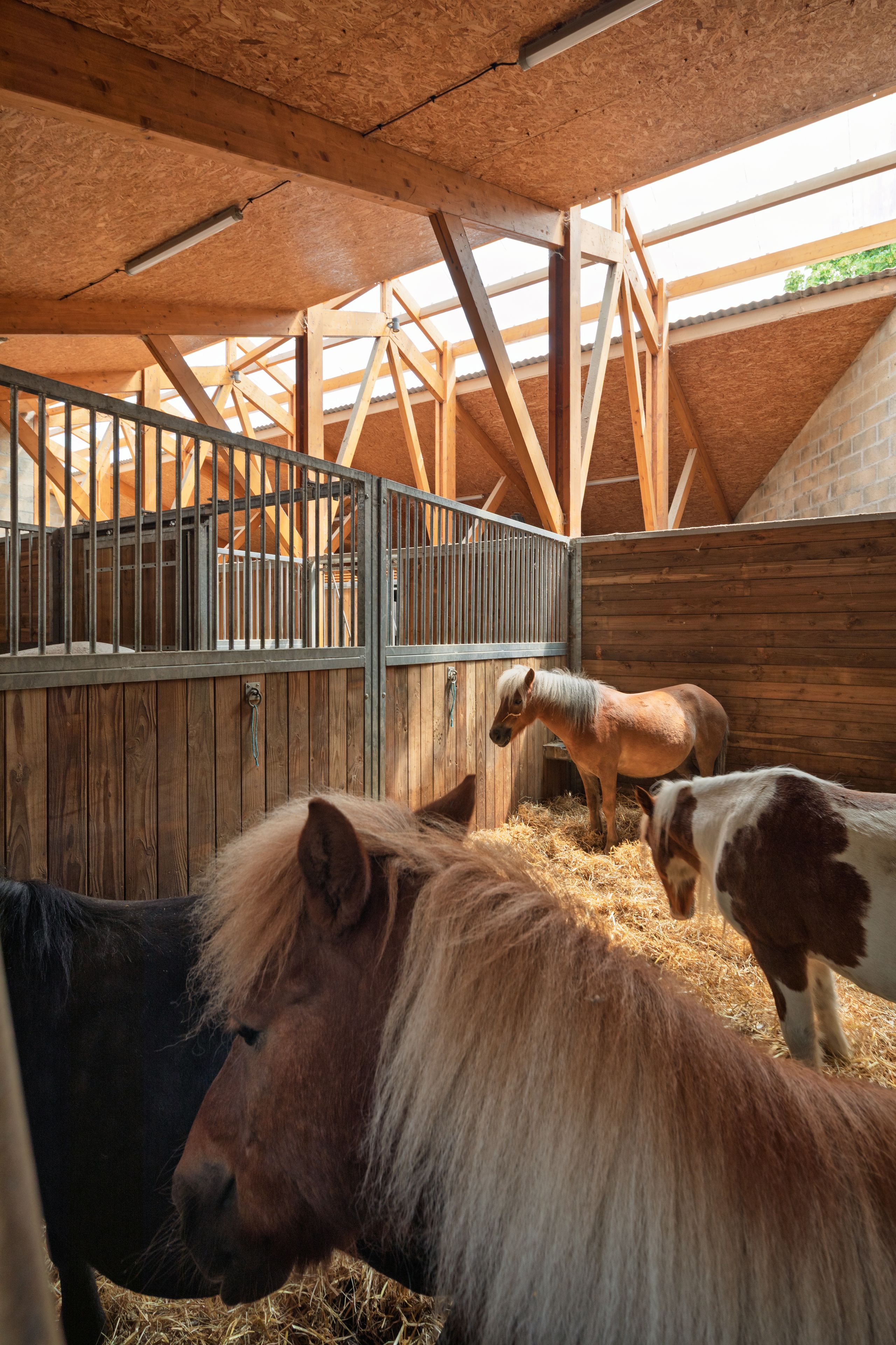 Intérieur des écuries du centre équestre de Gennevilliers, structure bois apparente, toiture à sheds filtrant la lumière naturelle sur les boxes et les poneys.