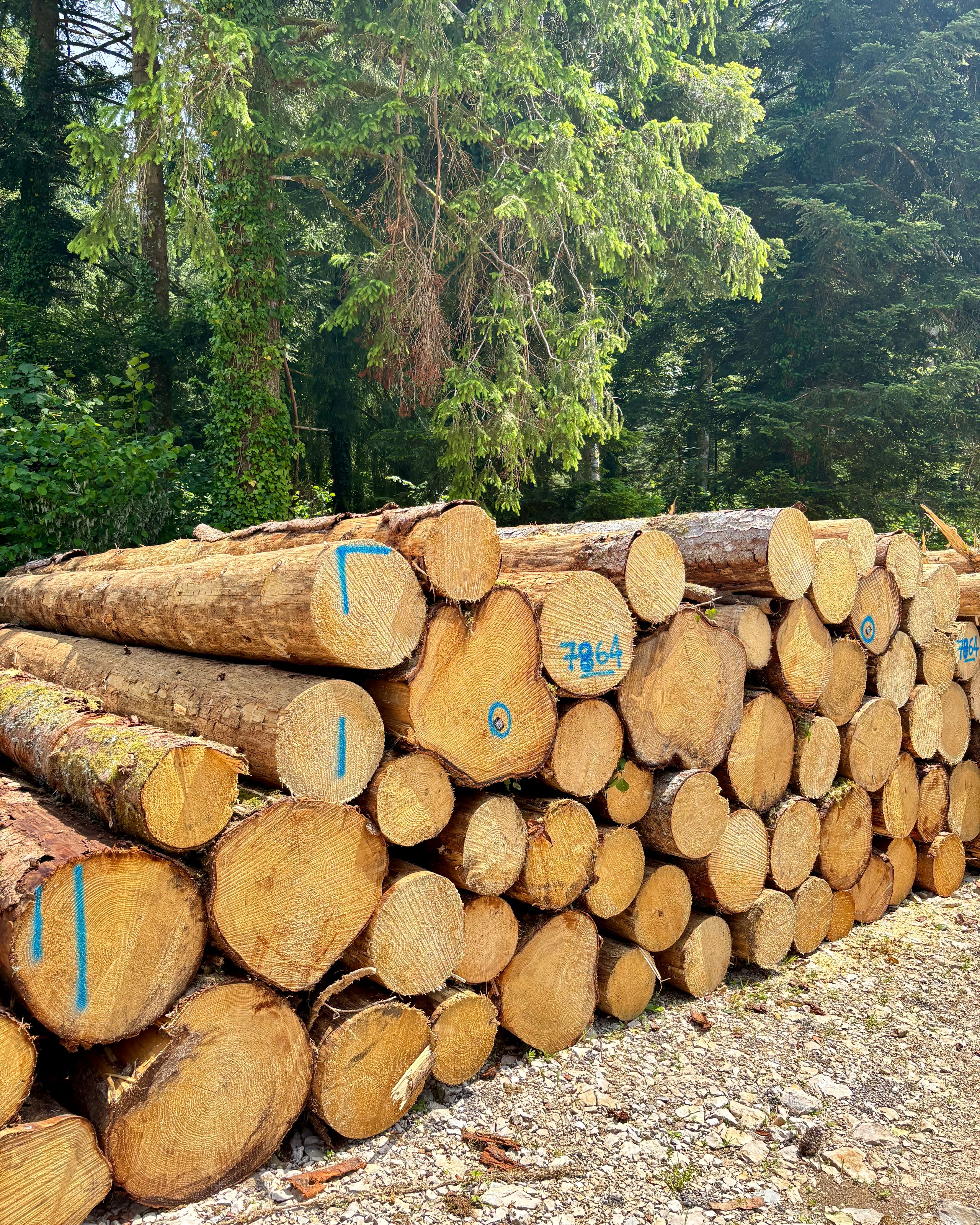 Grumes marquées de bleu empilées en lisière de forêt à Levier, illustrant l’usage de bois local pour le groupe scolaire Louis Pergaud.