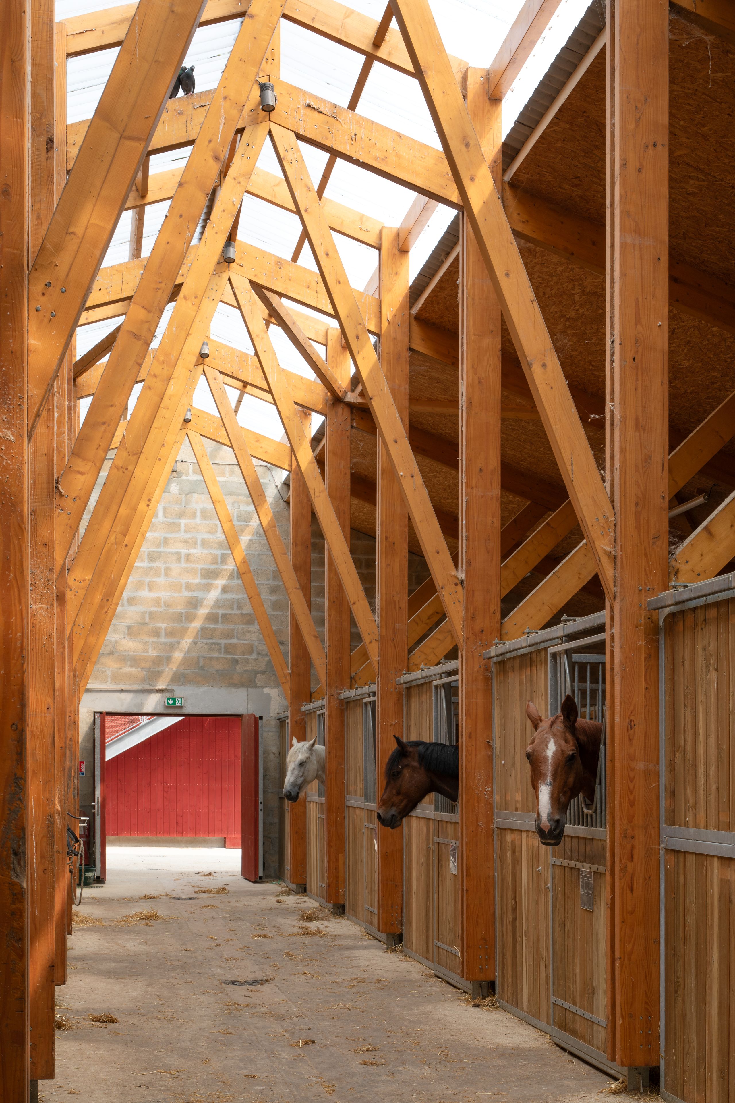 Allée des écuries du centre équestre de Gennevilliers, charpente bois apparente et bardage bois, boxes alignés ouverts sur un fond de mur rouge.