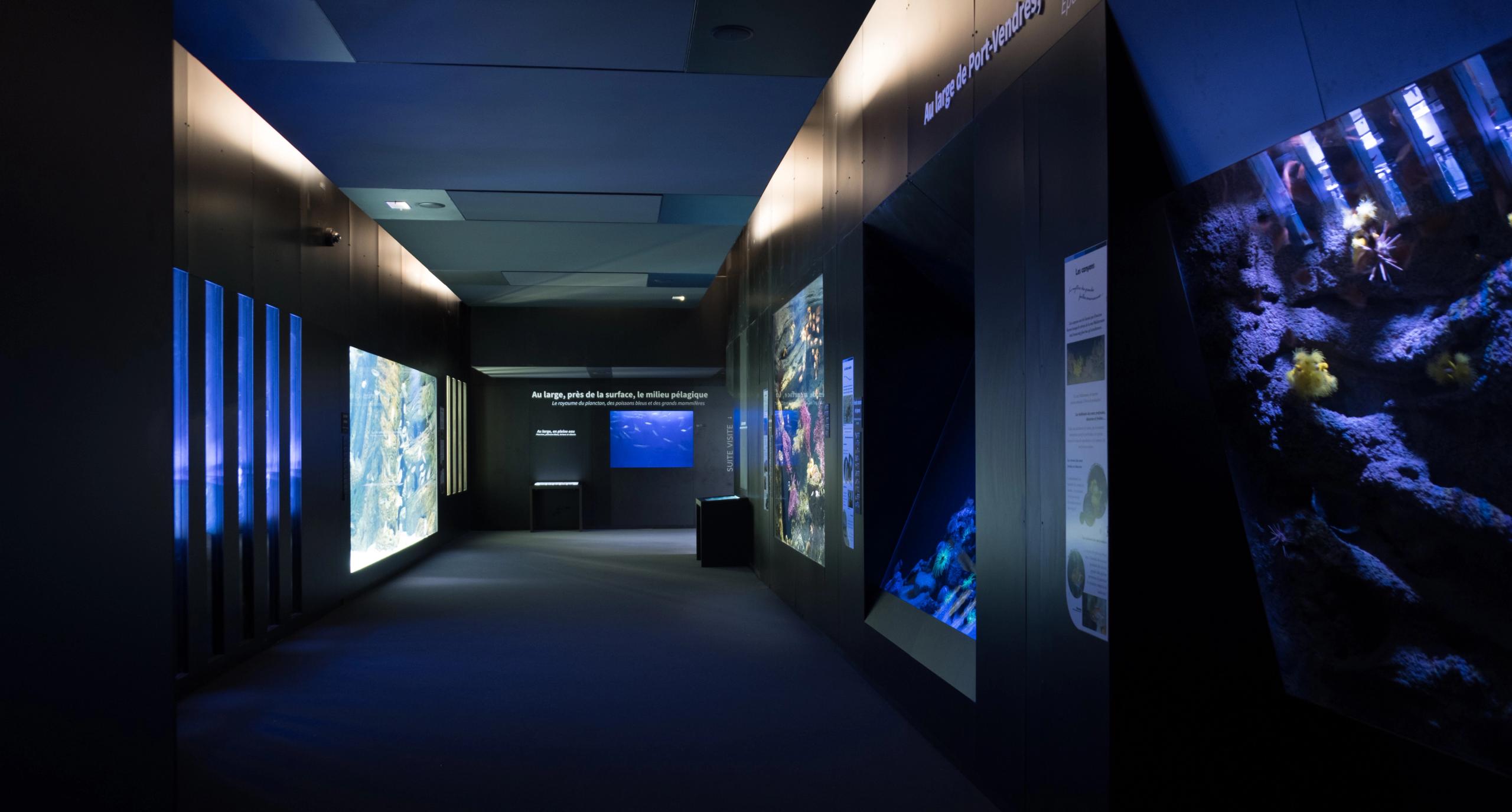 Galerie intérieure du Biodiversarium à Banyuls-sur-Mer, couloir sombre structuré par de grands aquariums encastrés et une scénographie lumineuse continue.