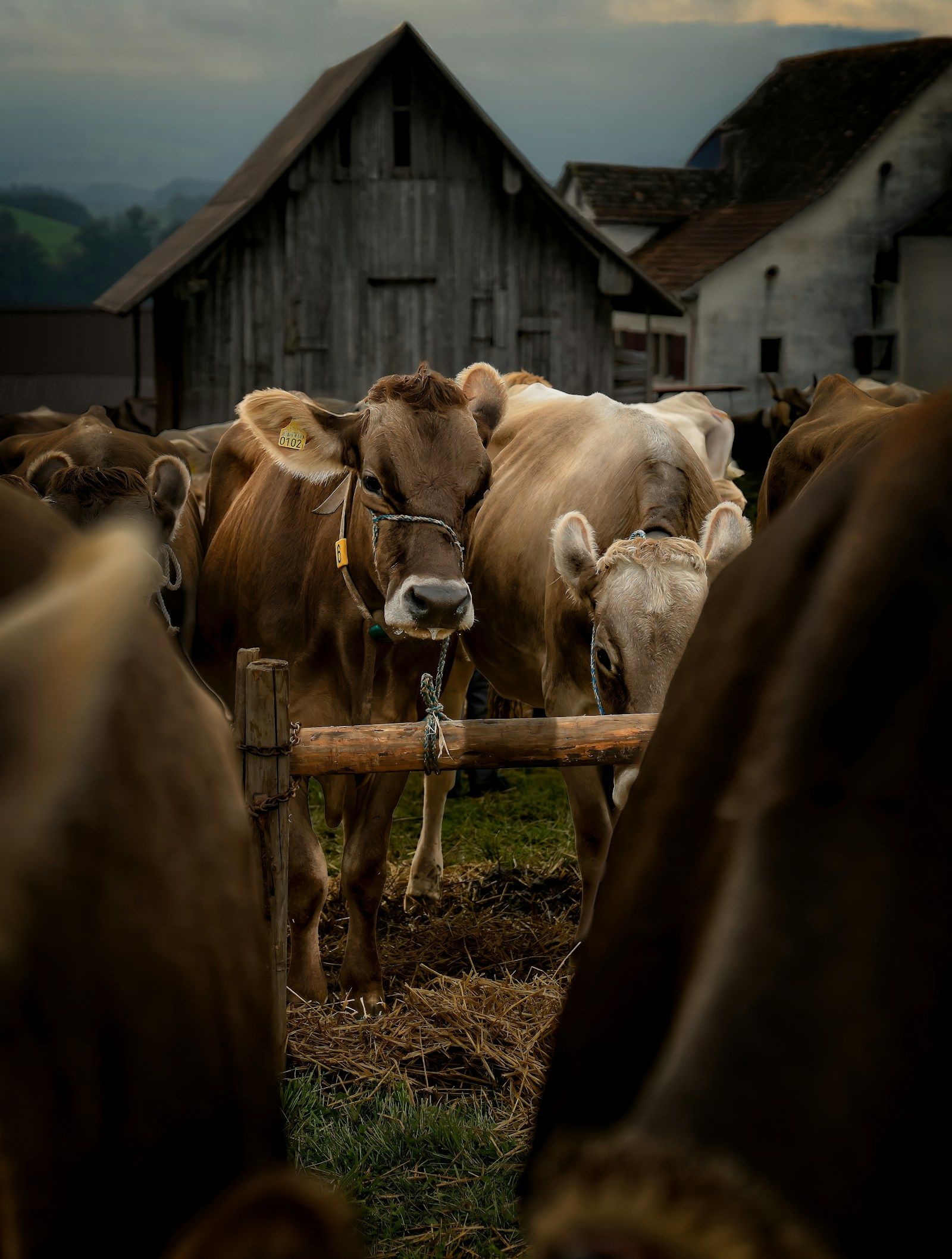 Cows near a rustic wooden barn as a reference for rural farm and barn film locations