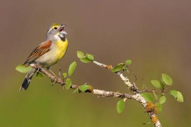 Climate change could quiet prairie birds’ chirping