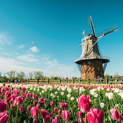 Holland tulips (Credit: MEDC / You Can in Michigan)