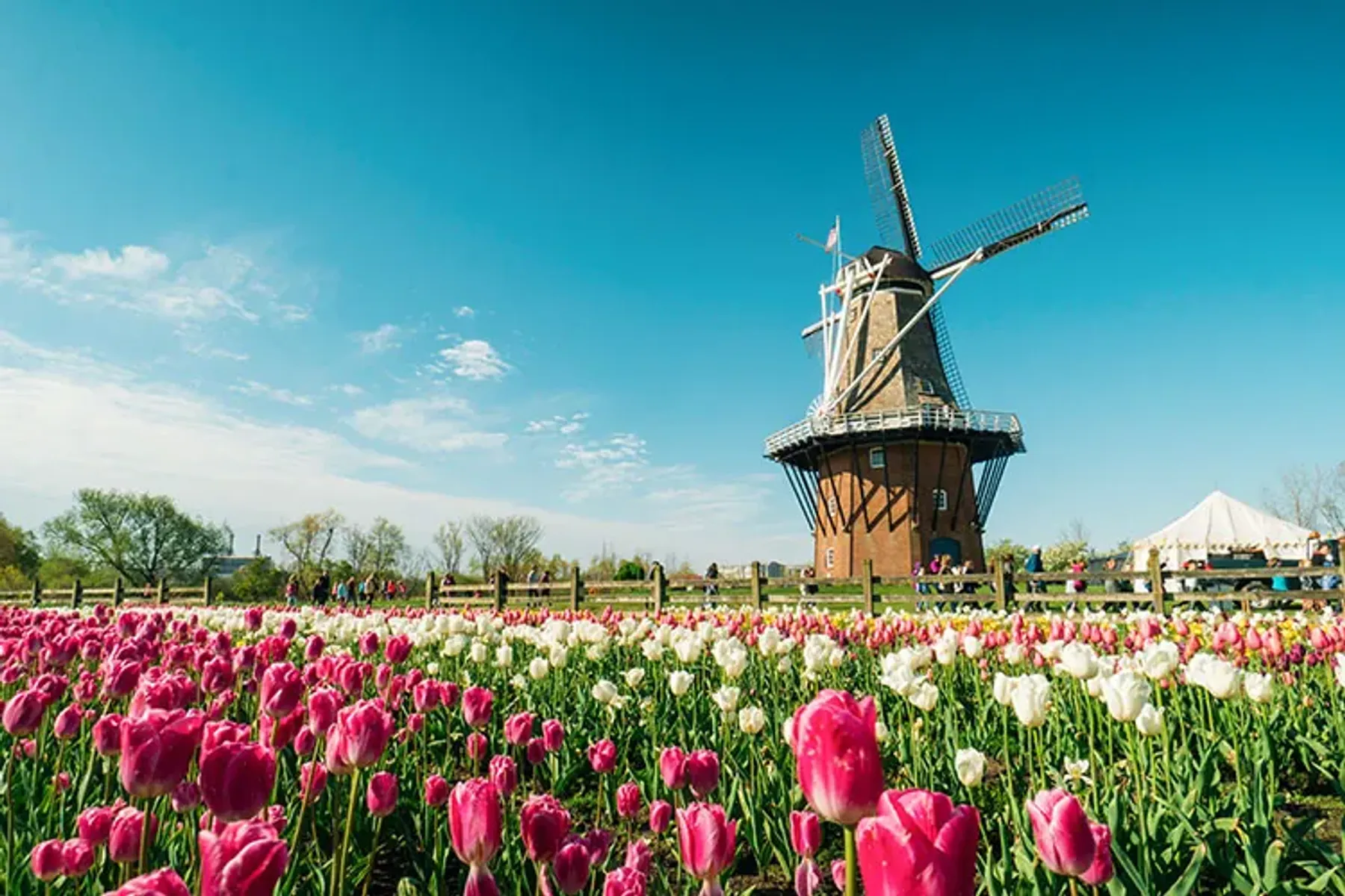 Tulip Time Festival in Holland (Photo Credit: Discover Holland Michigan)