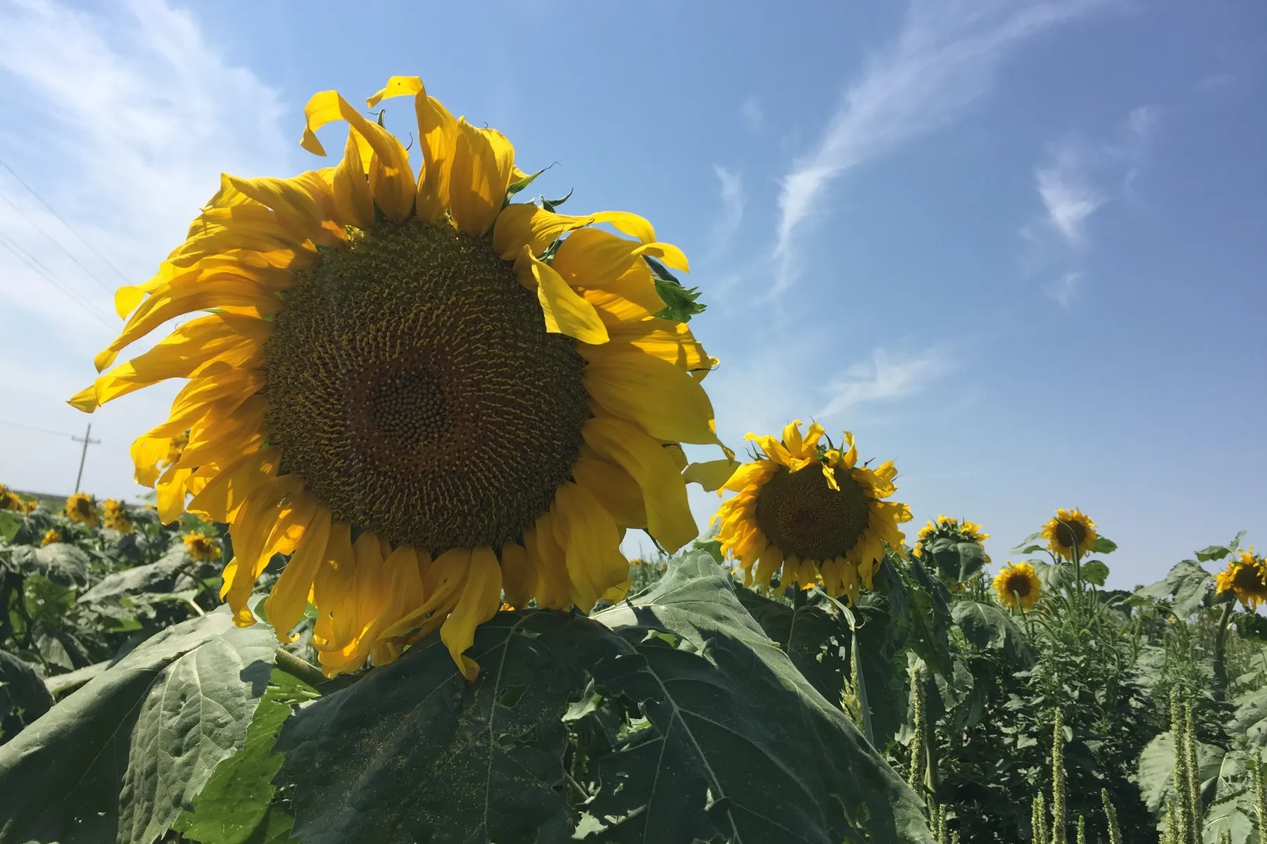 Kansas sunflowers bloom, symbolizing the state's beauty and agricultural prowess.