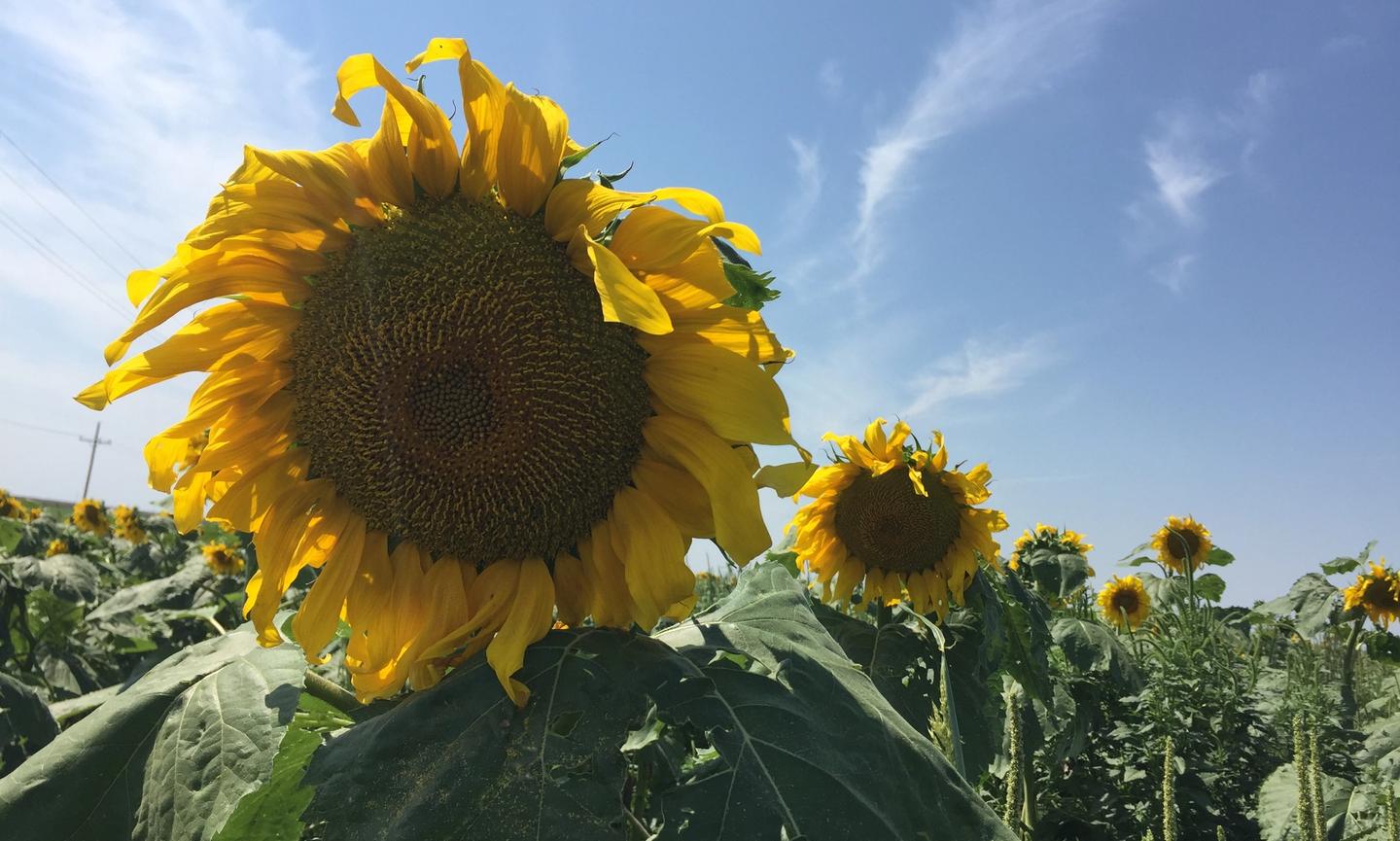 Kansas sunflowers bloom, symbolizing the state's beauty and agricultural prowess.