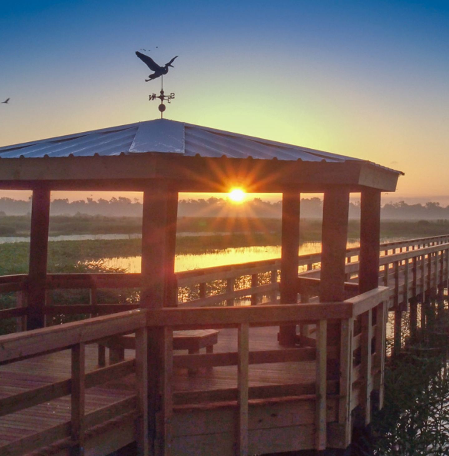 Cattail Marsh Wetlands in Beaumont, Texas