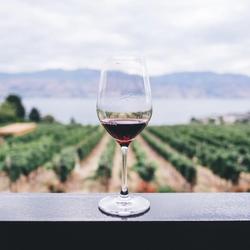 Rochester is home to one of the nation’s leading wine regions.