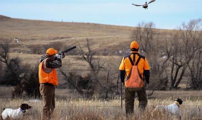Pheasant hunting in Mitchell County, Kansas
