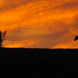 Cowboys in Rooks County, Kansas, embody the enduring spirit of the American West.