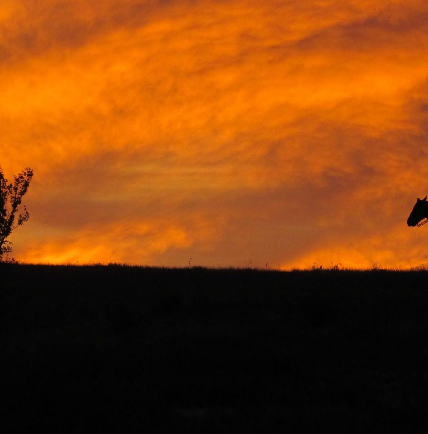 Cowboys in Rooks County, Kansas, embody the enduring spirit of the American West.