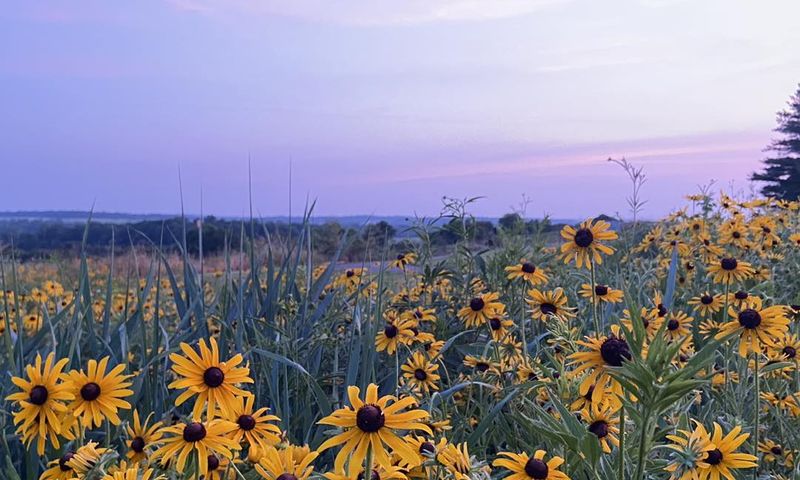 Black Eyed Susans at Sunset at the Alquina Blue Arrows Park (Photo Credit: Fayette County Community Voices)
