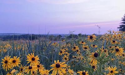 Black Eyed Susans at Sunset at the Alquina Blue Arrows Park (Photo Credit: Fayette County Community Voices)