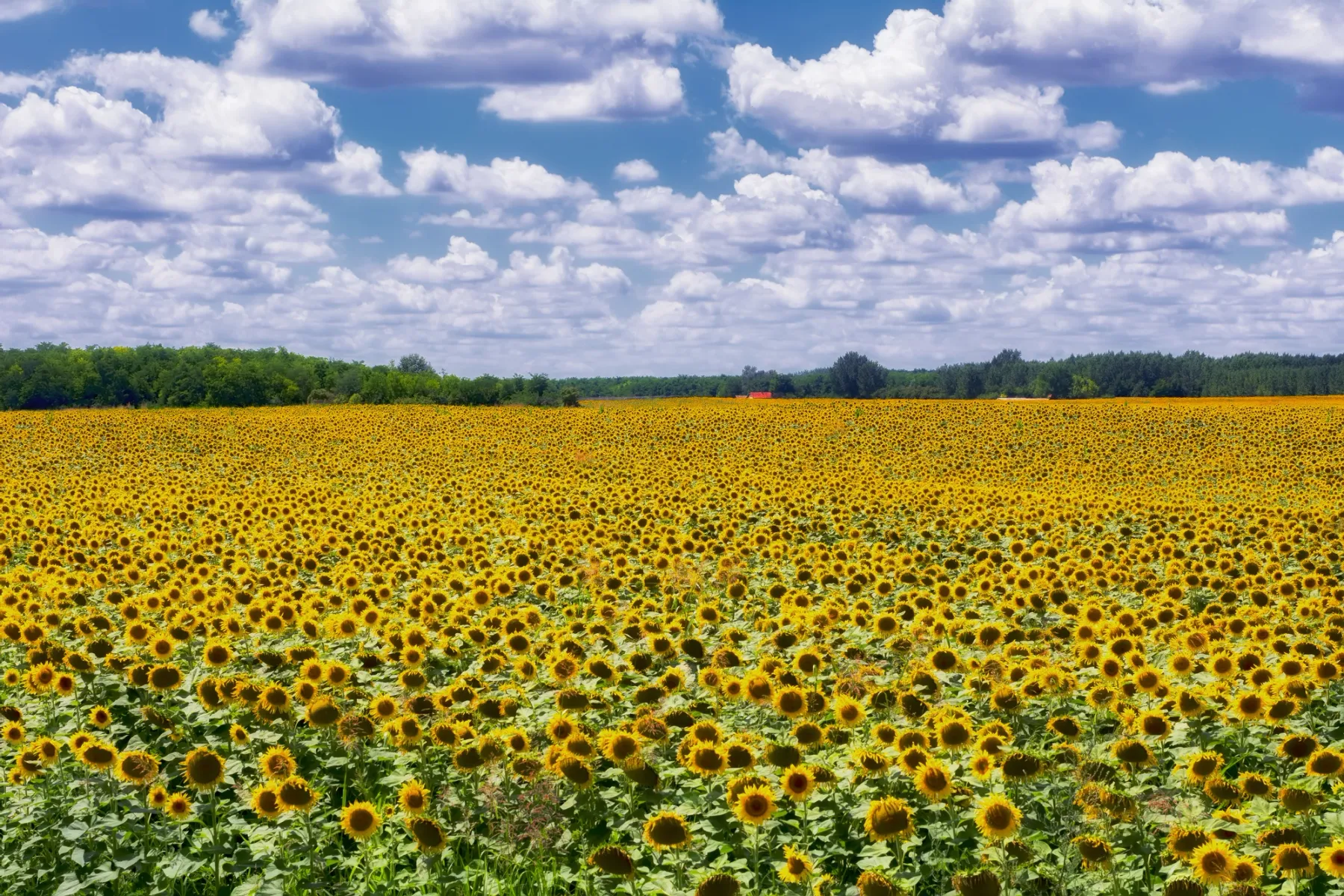 sunflower field in plainville kansas