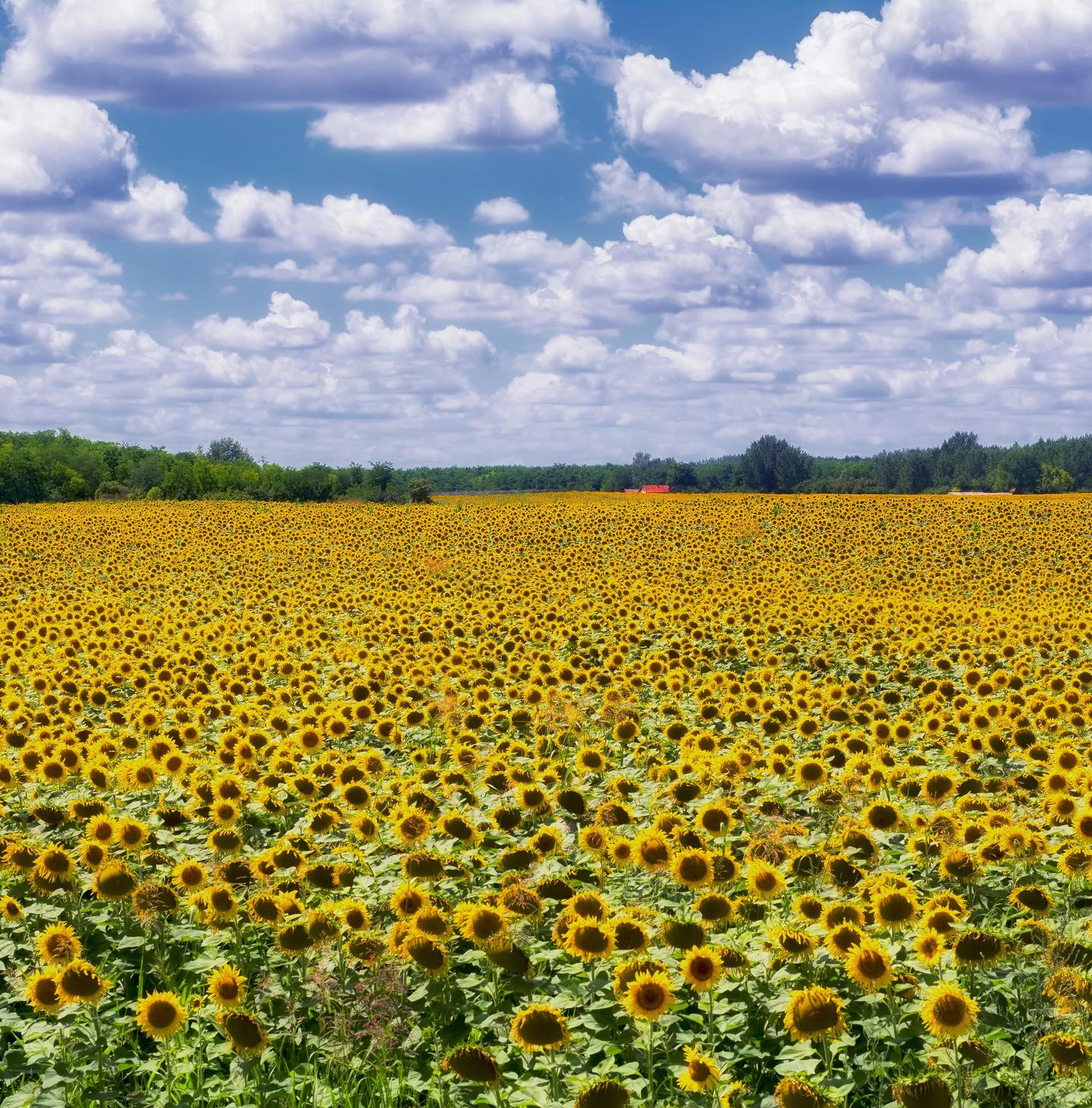 sunflower field in plainville kansas