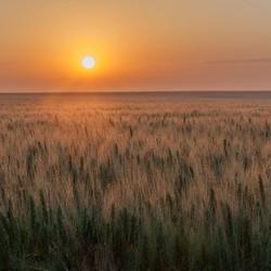 Wheat field in plainville kansas
