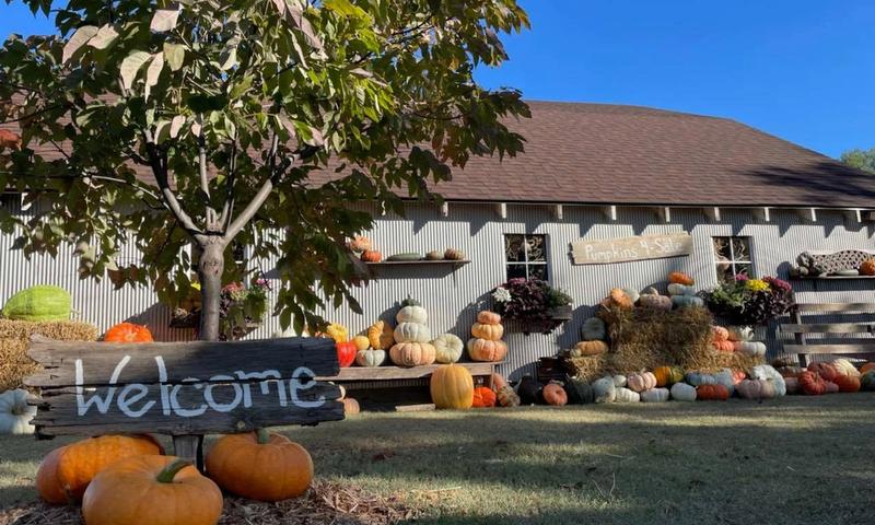Granny Mae's Pumpkin Patch