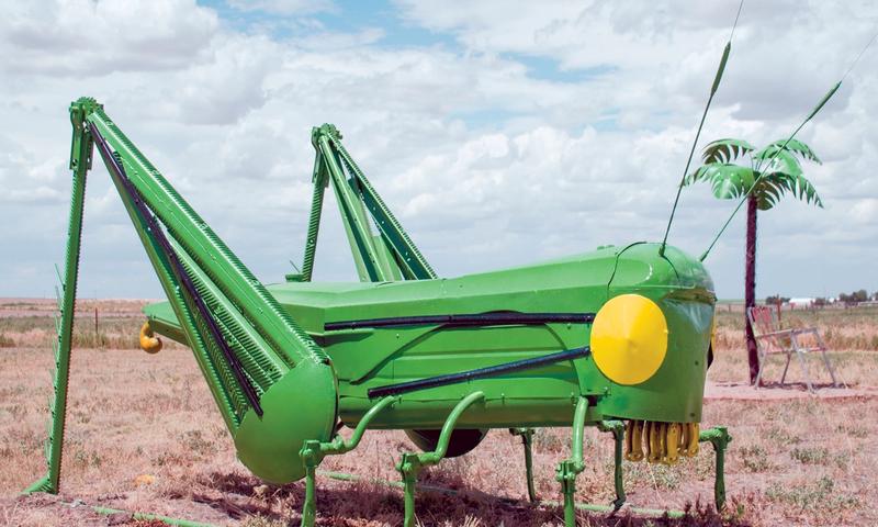 Gigantic Goodland grasshopper in Sherman County