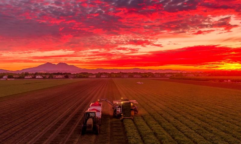 View of a field at sunset just outside Brentwood with Mt. Diablo in the background.