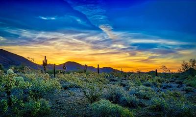 Desert flora in full bloom provide a frame for a colorful Scottsdale, Arizona sunrise