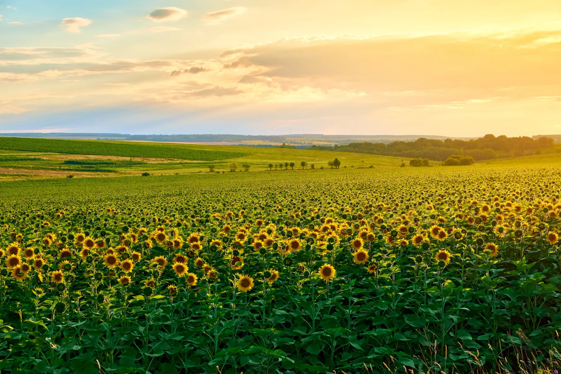 Get paid to live in Osborne, Kansas